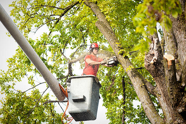 Reliable Braddock Hills, PA Tree Care Solutions